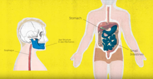 Još jedna studija svjedoči da ljudi nisu ‘dizajnirani’ da jedu meso