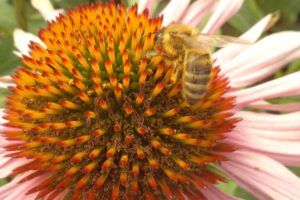 Ehinacea vs Korona virus