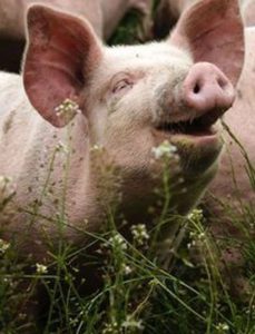 Zašto bismo trebali izbjegavati svinjetinu