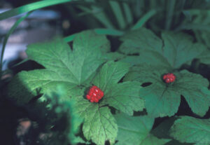 Kanadski ljutić (Hydrastis canadensis) – savjeti dr Schulzea i dr Christophera